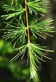 Attēlu rezultāti vaicājumam “Larix kaempferi fruit”