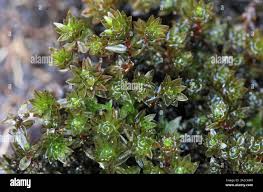 Attēlu rezultāti vaicājumam “Bryum neodamense”