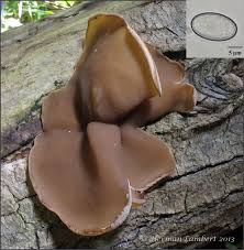 Attēlu rezultāti vaicājumam “Peziza varia”