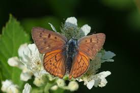 Attēlu rezultāti vaicājumam “Lycaena alciphron underside”
