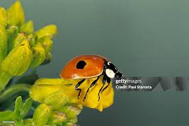 Attēlu rezultāti vaicājumam “Adalia bipunctata”