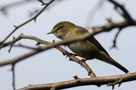 Attēlu rezultāti vaicājumam “Phylloscopus collybita”