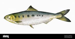 Image result for Alosa alosa