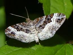 Attēlu rezultāti vaicājumam “Epirrhoe alternata”