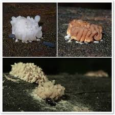 Attēlu rezultāti vaicājumam “Stemonitis virginiensis”