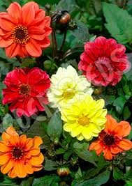 Image result for Dahlia x pinnata `Redskin`