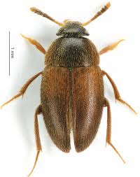 Attēlu rezultāti vaicājumam “Leiodidae”