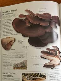 Attēlu rezultāti vaicājumam “Pleurotus ostreatus”