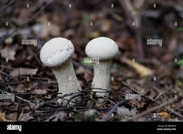 Attēlu rezultāti vaicājumam “Lycoperdon perlatum”