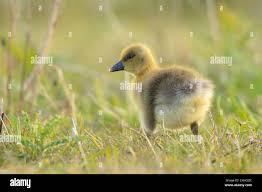 Attēlu rezultāti vaicājumam “Anser anser juvenile”