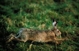 Attēlu rezultāti vaicājumam “Lepus europaeus adult”