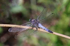 Attēlu rezultāti vaicājumam “Orthetrum cancellatum”