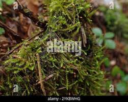 Attēlu rezultāti vaicājumam “Leskea polycarpa”