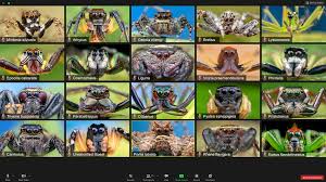 Attēlu rezultāti vaicājumam “Salticidae”