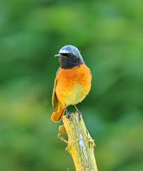 Attēlu rezultāti vaicājumam “Phoenicurus ochruros”