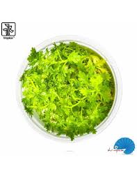 Attēlu rezultāti vaicājumam “Hottonia palustris leaf”