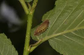 Attēlu rezultāti vaicājumam “Satyrium w-album underside”