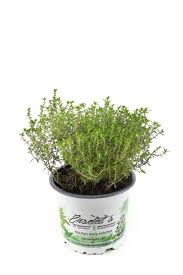 Image result for Thymian