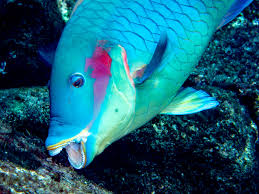 Image result for Sparisoma amplum