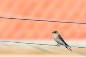 Image result for Cecropis daurica