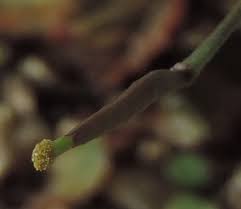 Attēlu rezultāti vaicājumam “Diplotaxis muralis leaf”