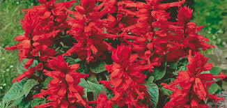 Image result for Salvia splendens