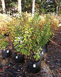 Attēlu rezultāti vaicājumam “Crataegus douglasii”