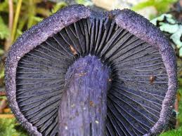 Attēlu rezultāti vaicājumam “Cortinarius violaceus”