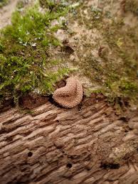 Attēlu rezultāti vaicājumam “Encoelia furfuracea”