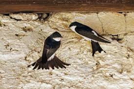 Attēlu rezultāti vaicājumam “Delichon urbicum nest”