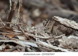 Attēlu rezultāti vaicājumam “Scolopax rusticola nest”