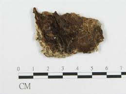 Attēlu rezultāti vaicājumam “Phlebiopsis gigantea”