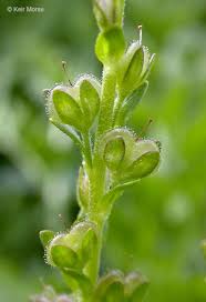 Attēlu rezultāti vaicājumam “Veronica serpyllifolia leaf”