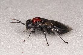 Attēlu rezultāti vaicājumam “Eriocampa ovata larva”