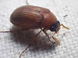 Attēlu rezultāti vaicājumam “Serica brunnea”