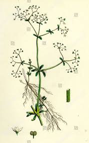 Attēlu rezultāti vaicājumam “Galium palustre”