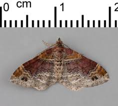 Attēlu rezultāti vaicājumam “Gelechia scotinella”