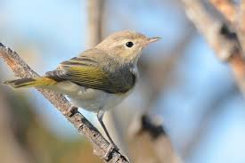 Image result for Phylloscopus orientalis