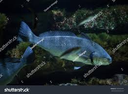 Image result for Umbrina cirrosa