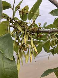 Attēlu rezultāti vaicājumam “Fraxinus pennsylvanica fruit”