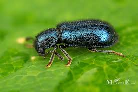 Attēlu rezultāti vaicājumam “Korynetes caeruleus”