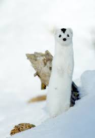 Attēlu rezultāti vaicājumam “Mustela nivalis adult”