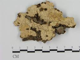 Attēlu rezultāti vaicājumam “Laurilia sulcata”