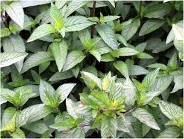 Image result for Menta x piperita