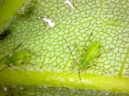 Attēlu rezultāti vaicājumam “Drepanosiphum platanoidis”