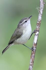 Attēlu rezultāti vaicājumam “Phylloscopus trochiloides adult”