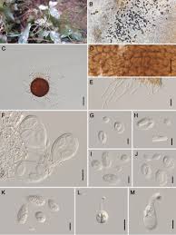 Attēlu rezultāti vaicājumam “Erysiphe galeopsidis”
