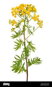 Image result for Tanacetum vulgare