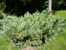 Attēlu rezultāti vaicājumam “Pinus pumila”