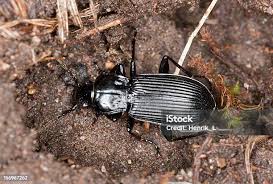 Attēlu rezultāti vaicājumam “Pterostichus oblongopunctatus”